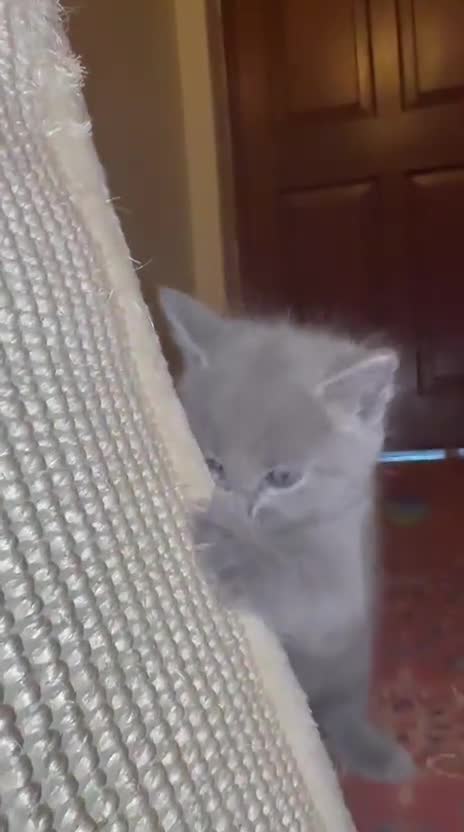 Russian Blue cats for sale: Beautiful pedigree boy - Video 2