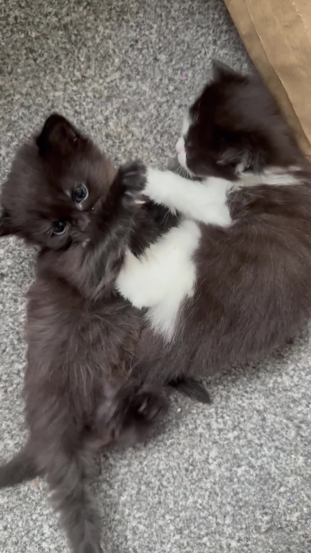 Siberian cats for sale: Two Gorgeous Siberian Kittens & Mother Available - Video 1
