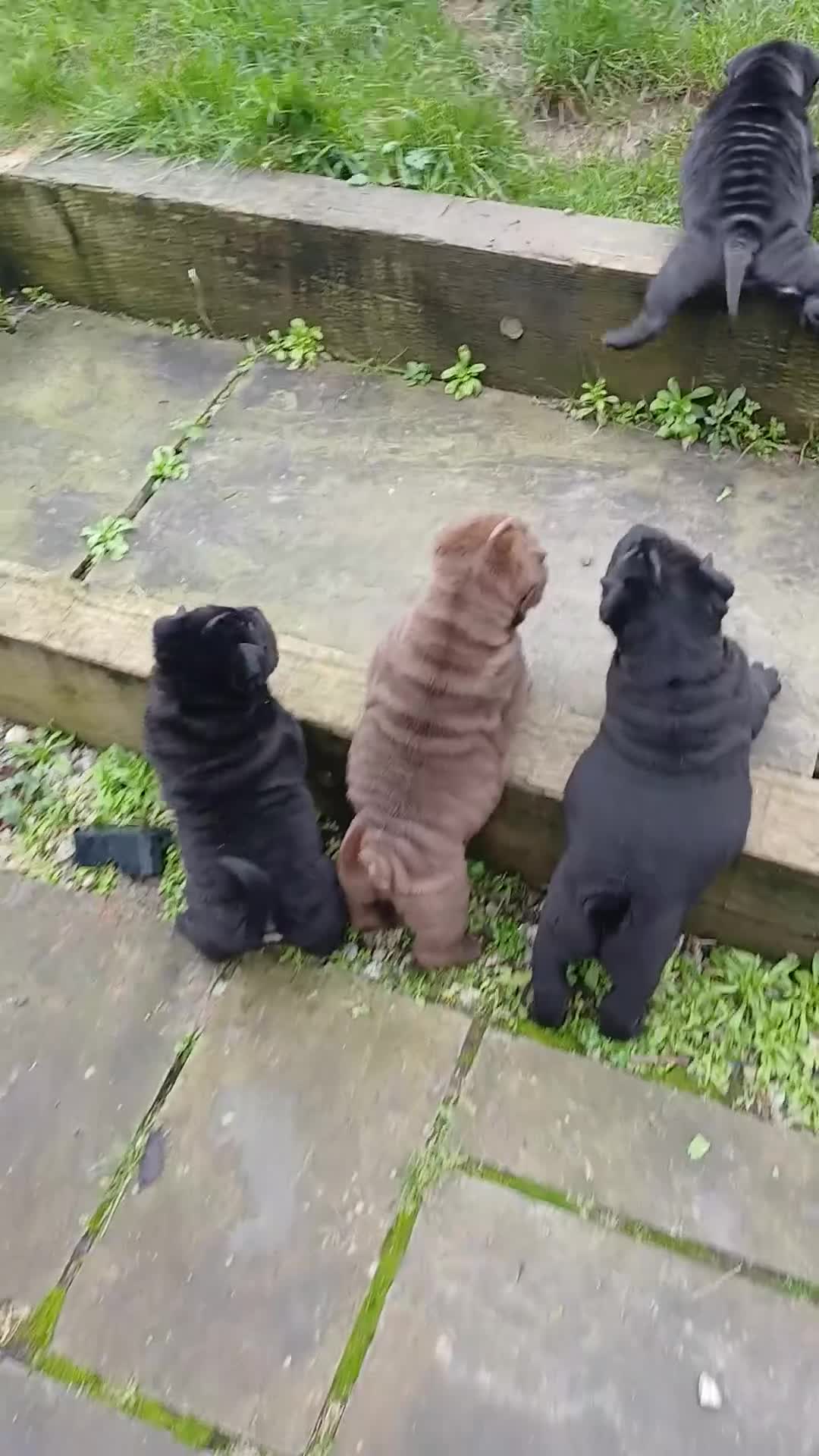 Shar Pei dogs for sale: 5 girls and one boy - Video 1