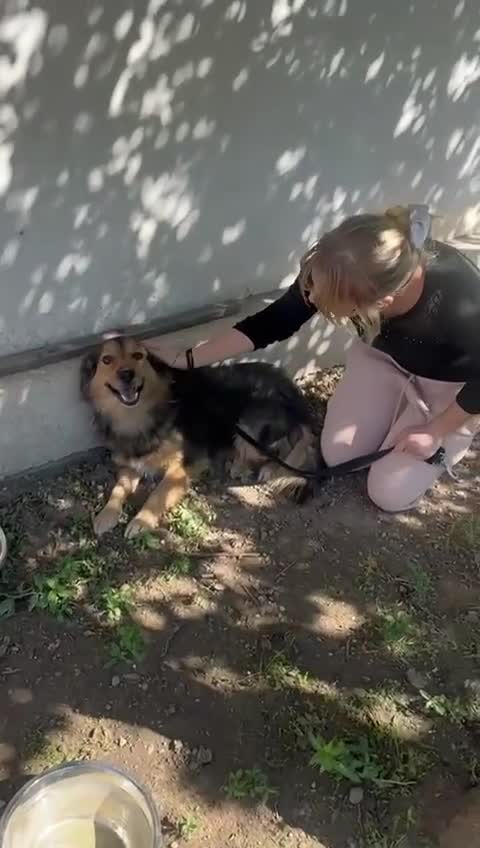 Mixed Breed dogs for adoption: Mookie 🐾✨ A Little Lion with the Softest Heart - Video 1