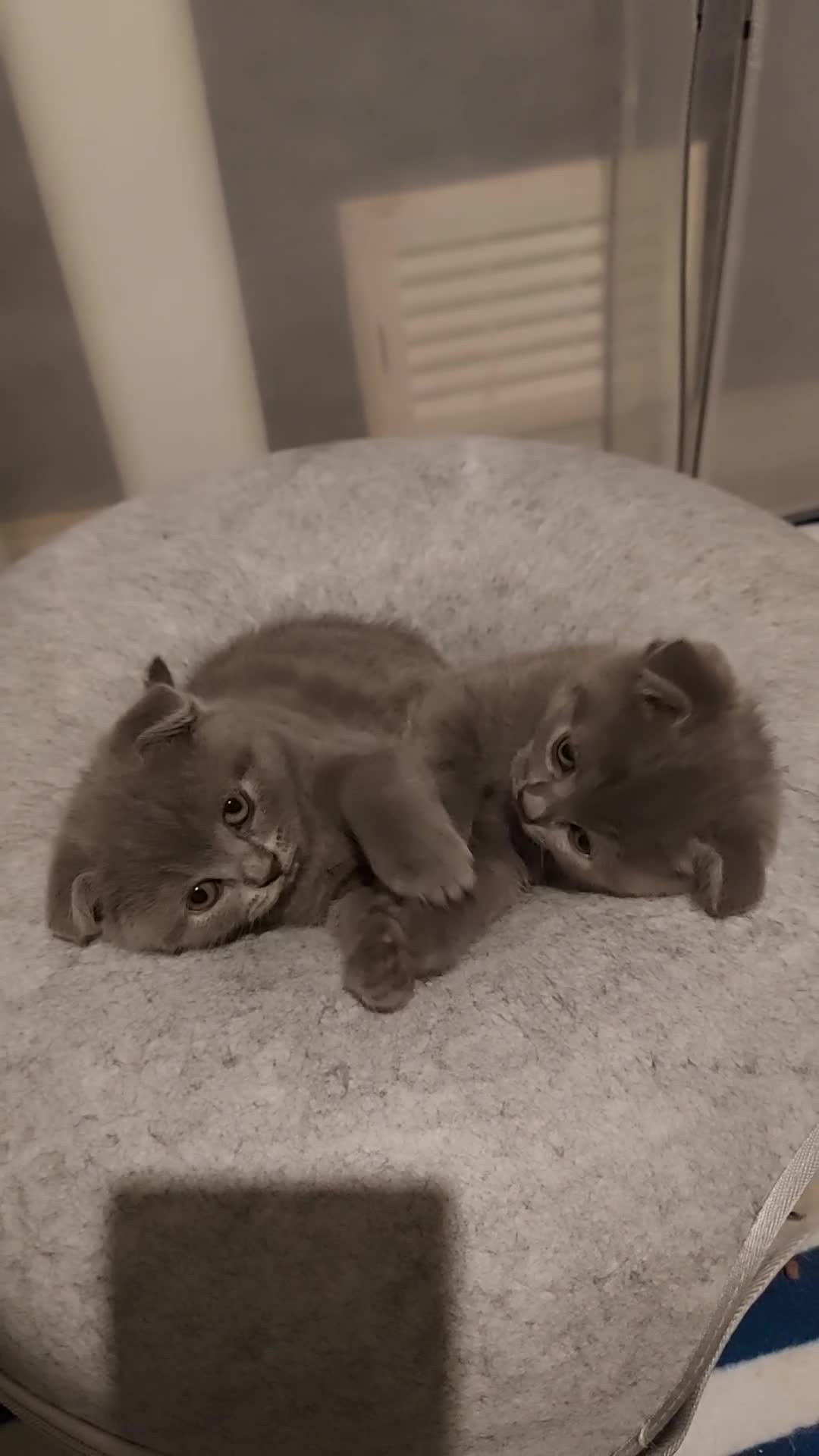 Scottish Fold cats for sale: Bradford scotish fold-british shorthair kittens  - Video 1