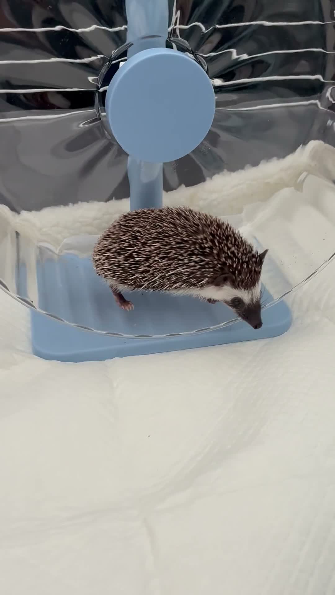 Pygmy Hedgehog rodents for sale: Hedgehog for sale  in London - Video 1