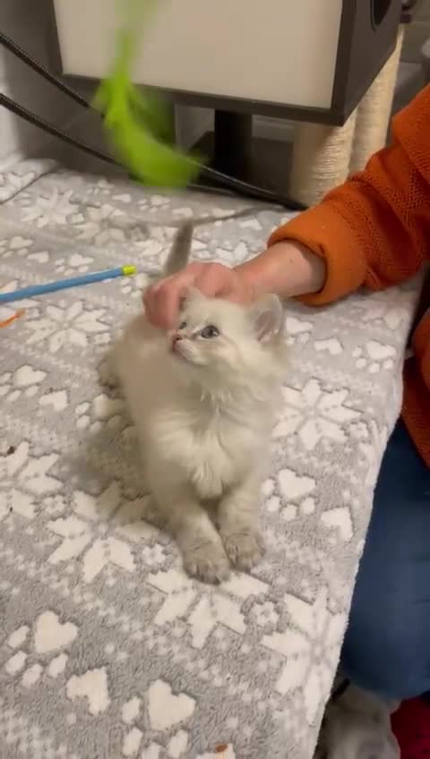 Siberian cats for sale: Tica registered kittens - Video 3