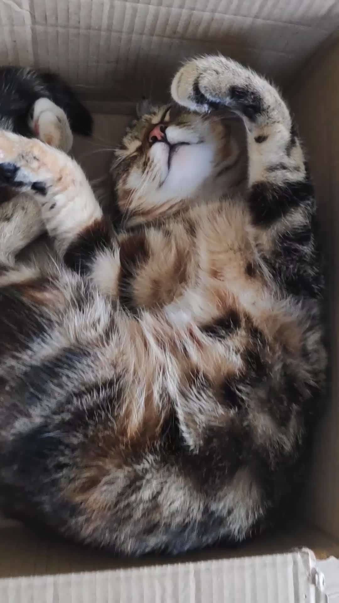 Mixed Breed cats for sale: Beanie in Nuneaton - Video 1