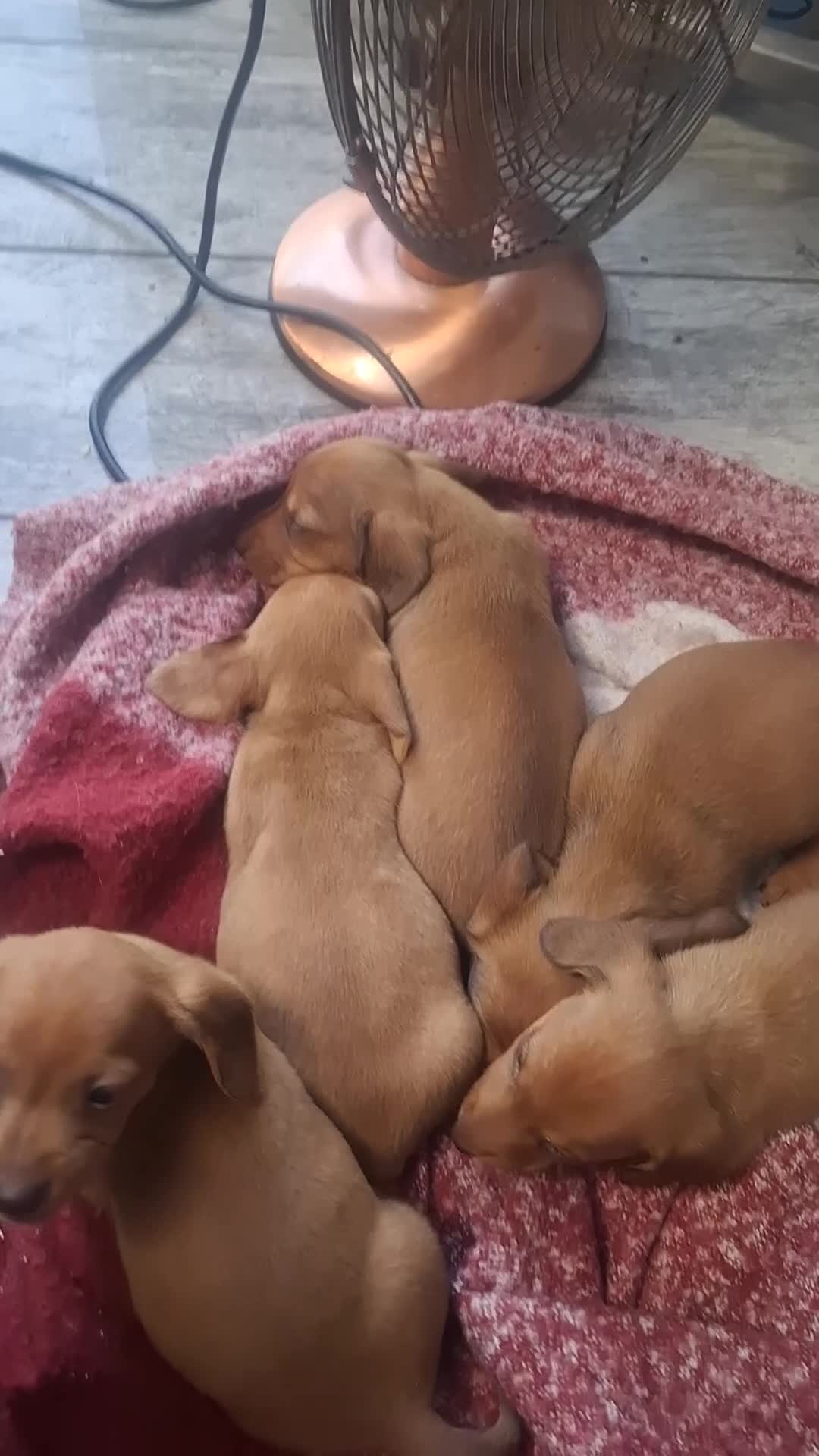 Dachshund dogs for sale: Dashonds - Video 2