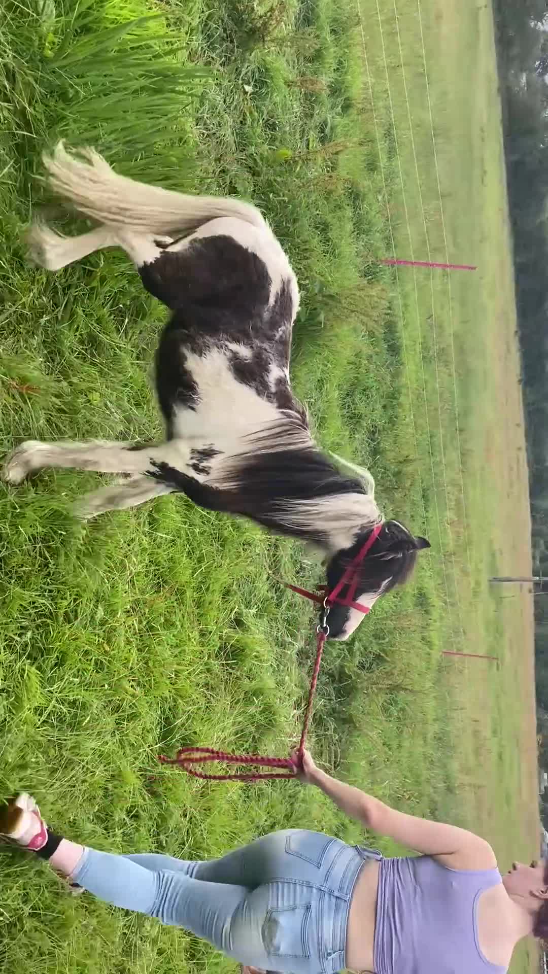 Other Breed horses for sale: Choppa - Video 1