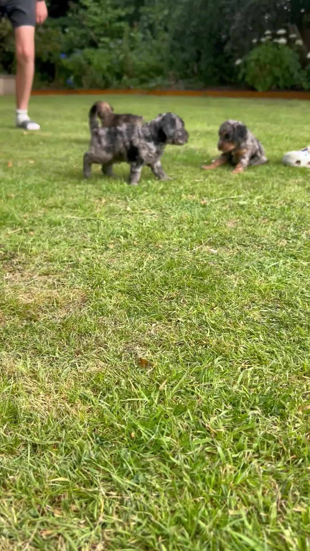 Cockapoo dogs for sale: Chocolate &Blue Merle, Tricolour & black cockapoos in Carlisle - Video 2