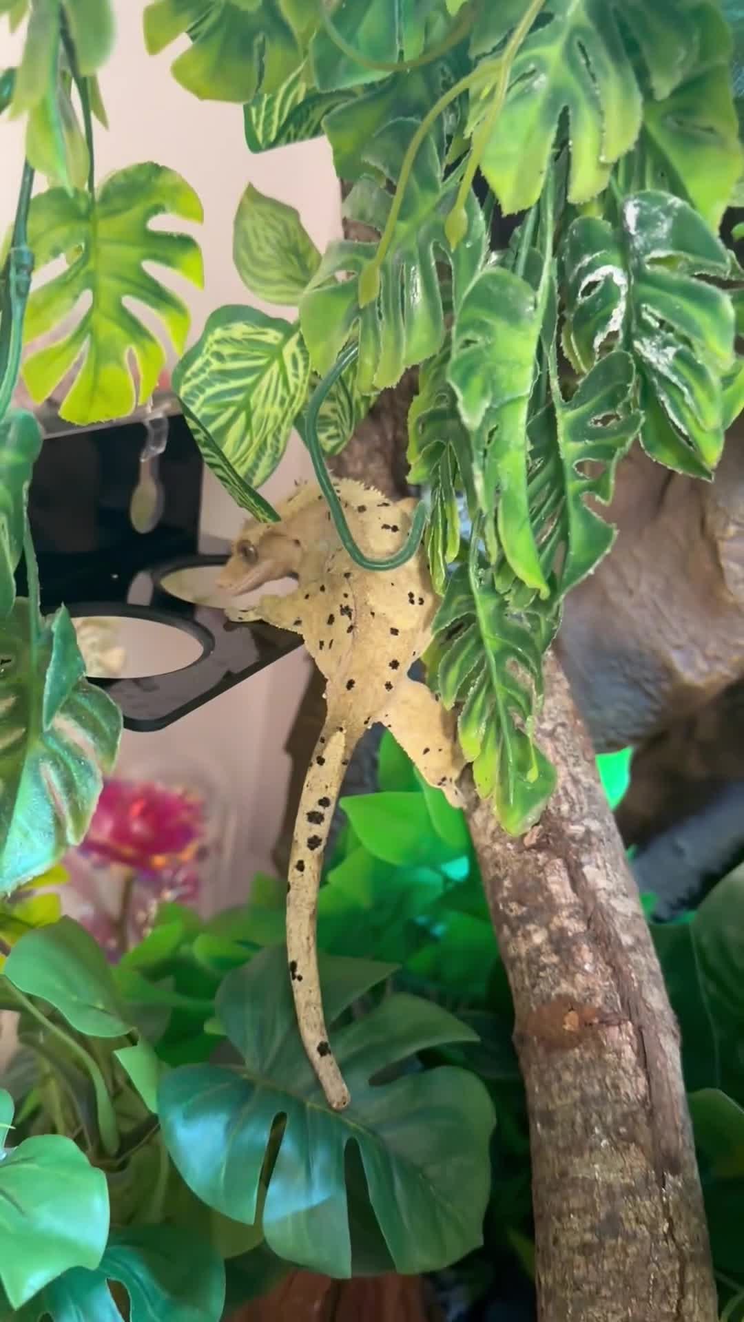 Gecko reptiles for sale: Beautiful Dalmatian Female Crested Gecko  - Video 1