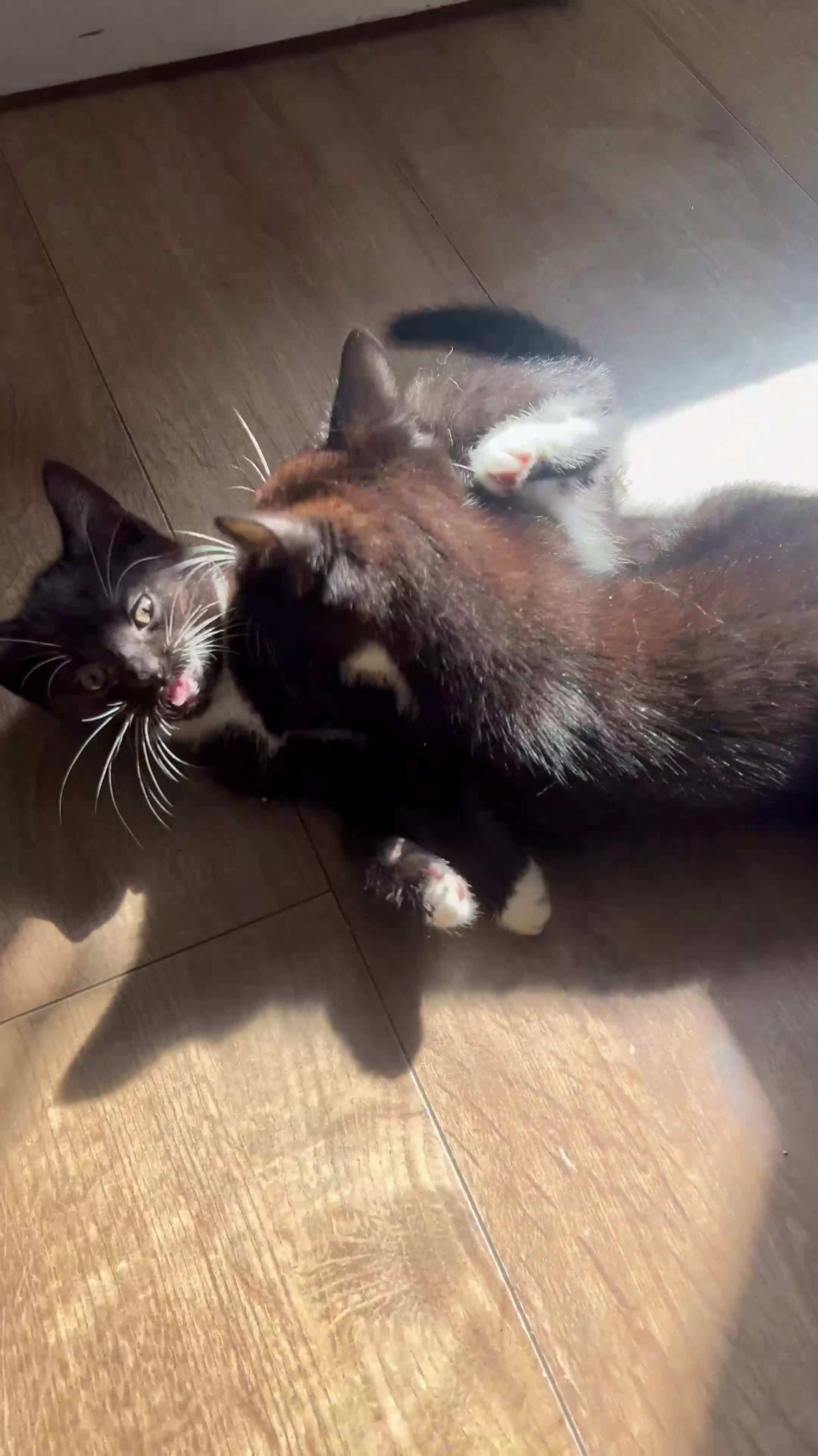 Mixed Breed cats for sale: 🚨TWO BOYS URGENTLY NEEDING HOMES🚨 - Video 1