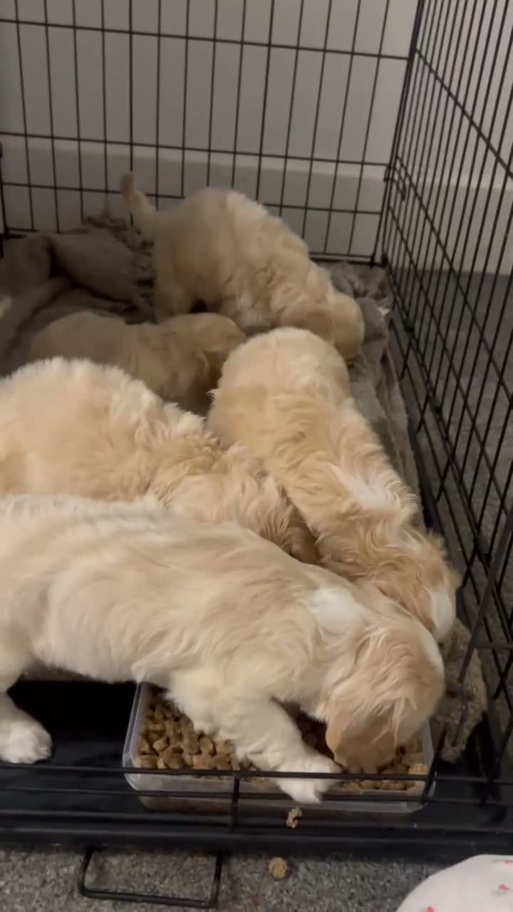 Cockapoo dogs for sale: 🏆🥇Tiny toy cockapoo 🏆🥇 - Video 1