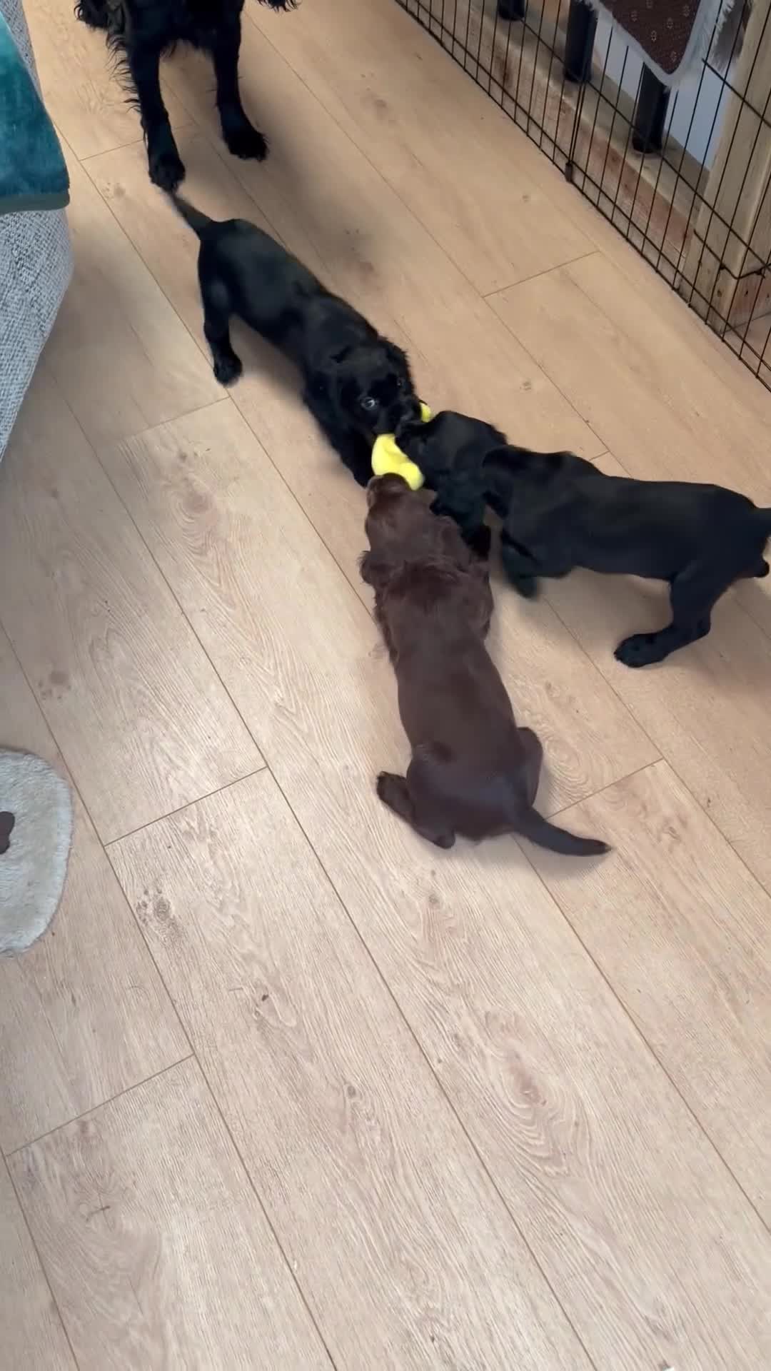Cocker Spaniel dogs for sale: 3 working Cocker spaniel puppies  - Video 2