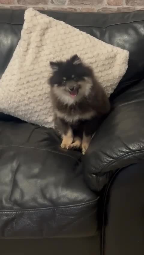 Pomeranian dogs for sale: Last kc reg girl available 5 half months old  ❤️ - Video 1