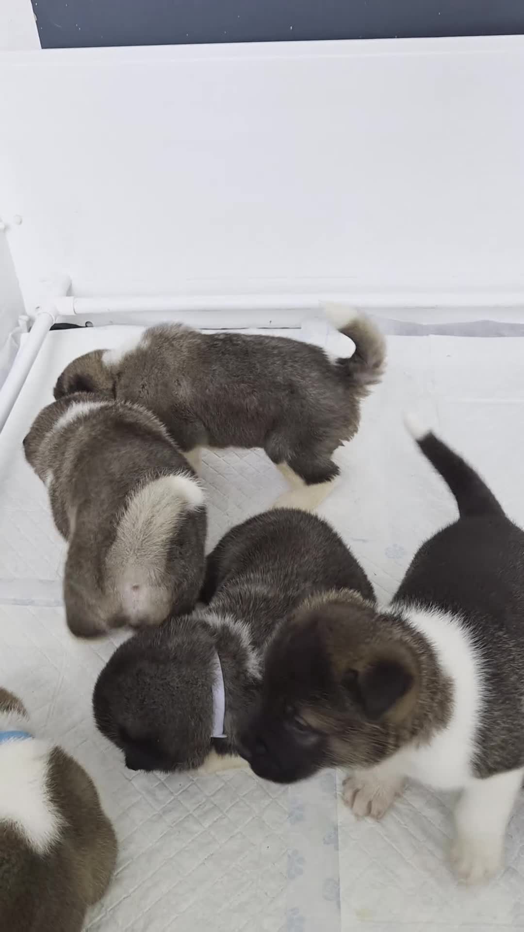 Akita dogs for sale: 🐻 Stunning American Akita Puppies 🐶  - Video 1