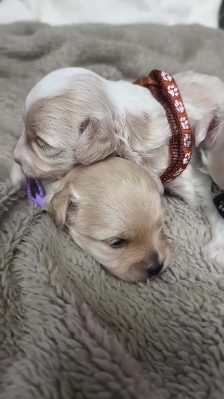 Maltipoo dogs for sale: F2 Mini Maltipoo, 4 boys - Video 2