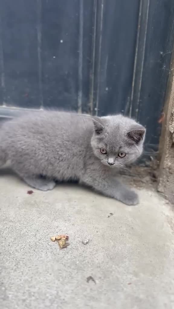 British Shorthair cats for sale: Beautiful British Shorthair Kittens in Bradford - Video 2