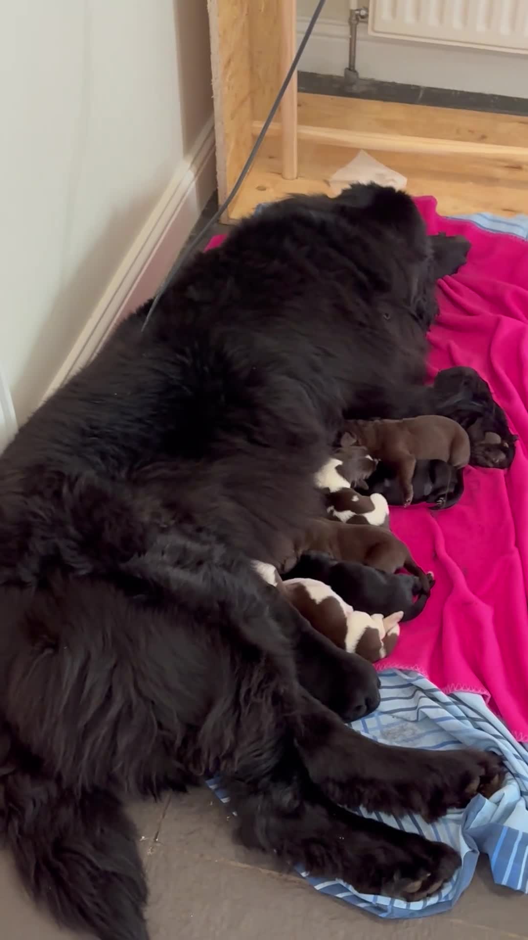 Newfoundland dogs for sale: Newfoundland pups - champion line  - Video 3