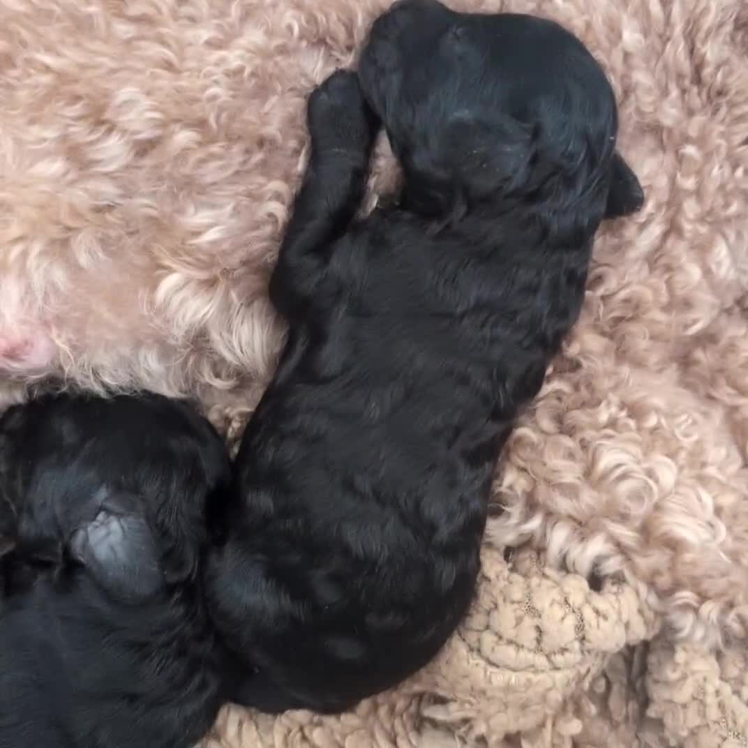 Maltipoo dogs for sale: 5 puppies  - Video 1