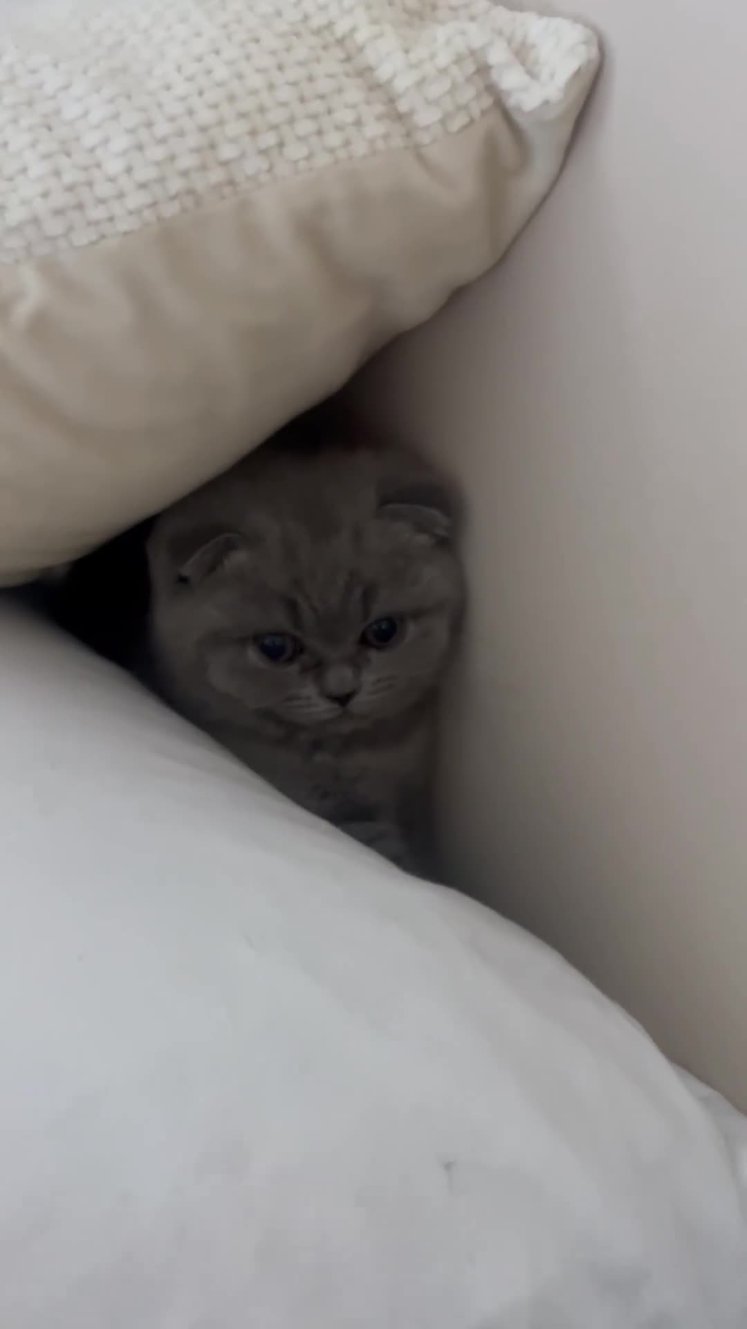 Scottish Fold cats for sale: Beautiful chunky Scottish fold - Video 3