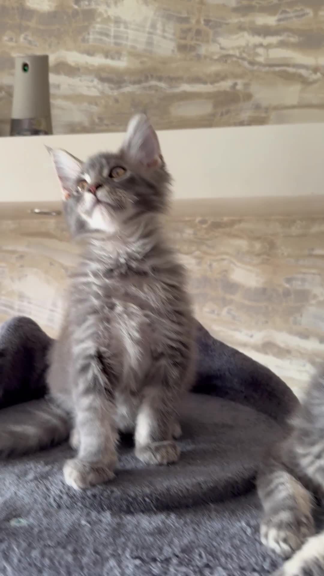 Maine Coon cats for sale: XL Russian Cubs 🇷🇺❤️ - Video 4