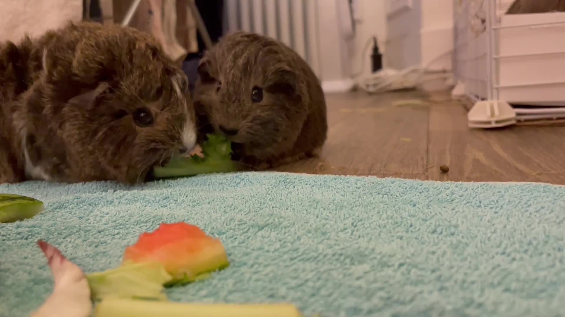 Guinea Pig rodents for sale: Bonded pair of female guinea pig pups - Video 1