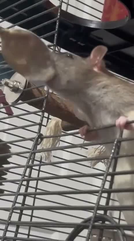 Rat rodents for sale: Rats x4  - Video 2