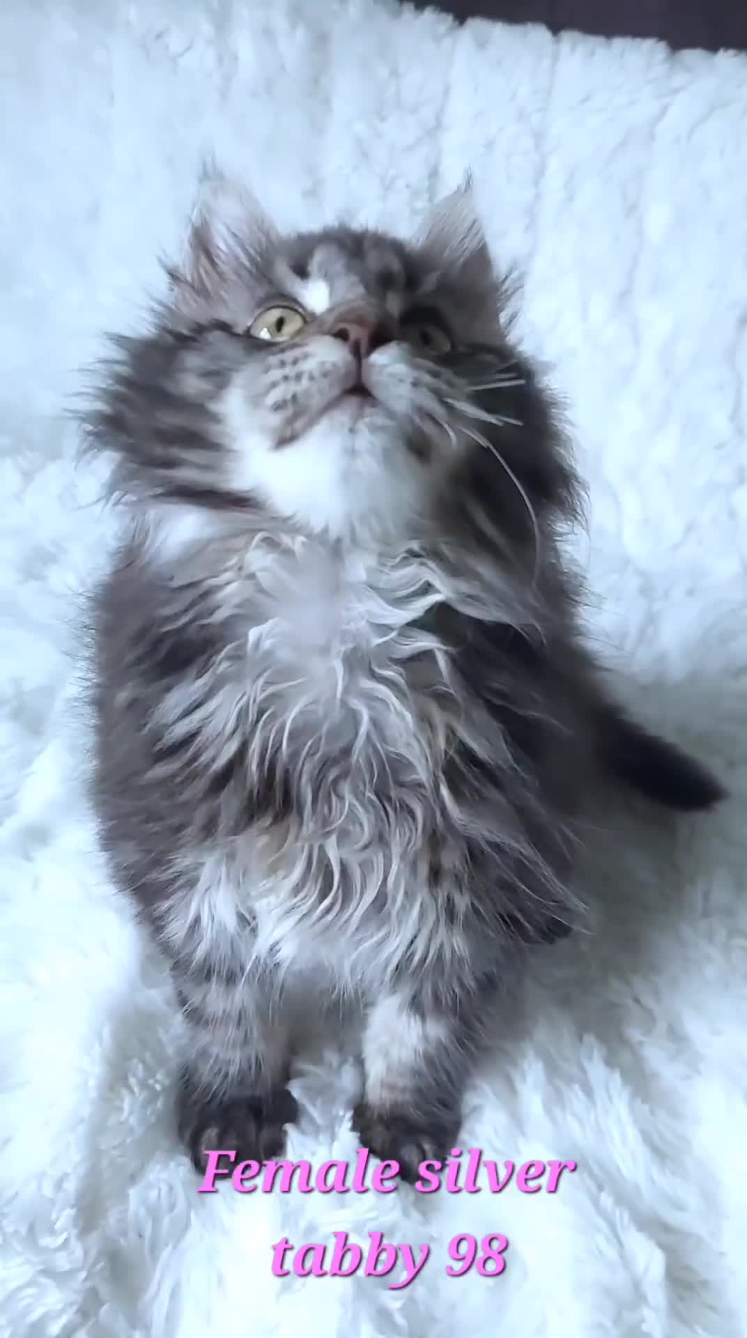 Maine Coon cats for sale: Big outstanding Russian lines with many champions - Video 2
