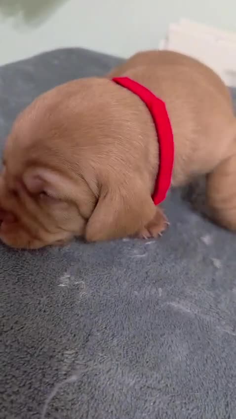 Mixed Breed dogs for sale: Cockalier (King Charles Spaniel) X Dachshund Cross - Video 5