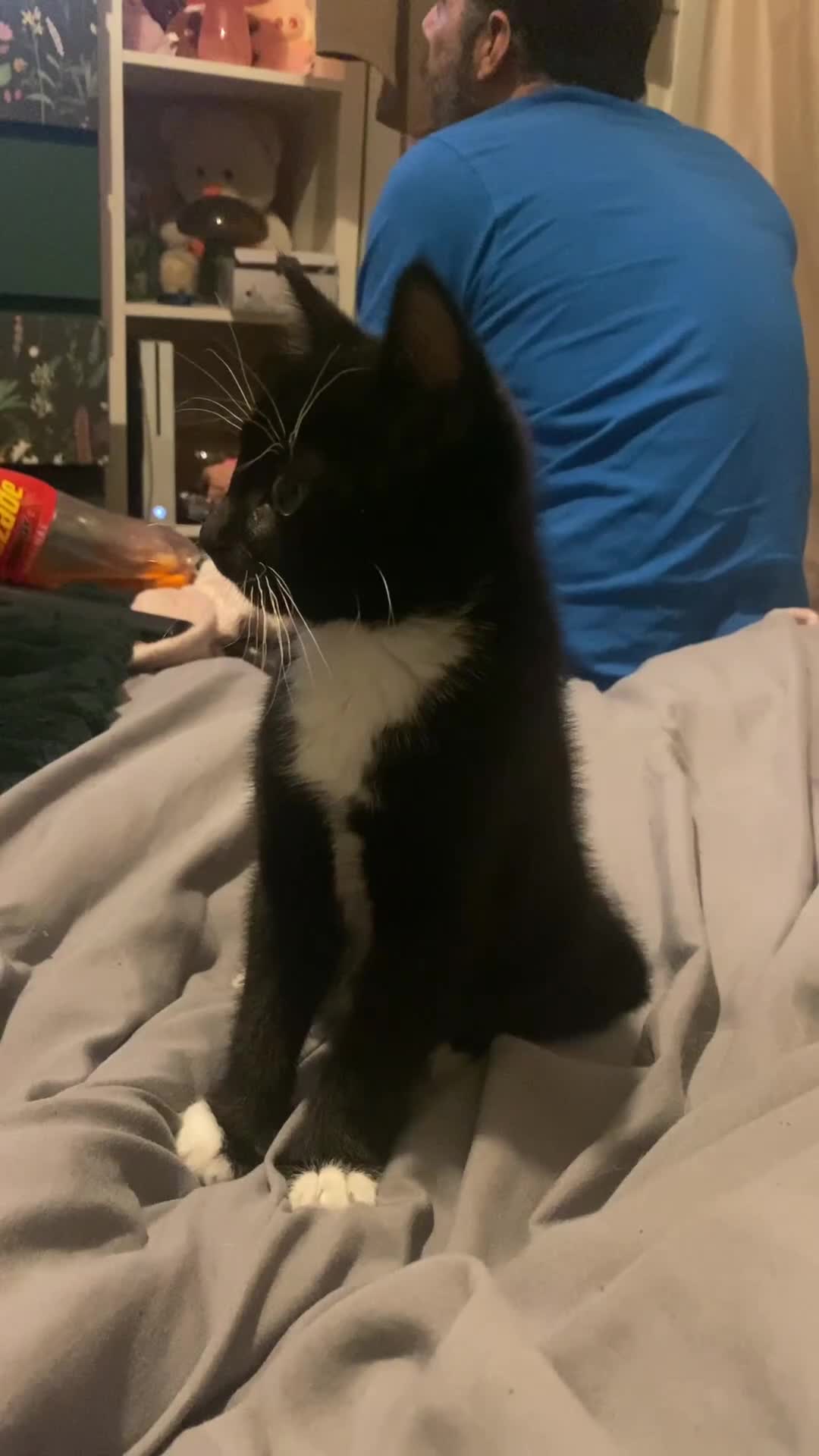 Mixed Breed cats for sale: Tuxedo kitten in Whitley Bay - Video 1