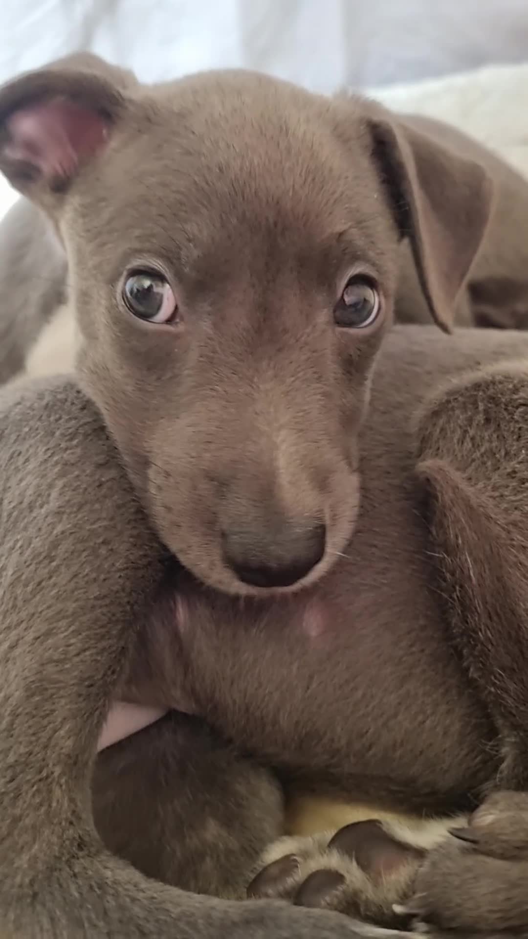Lurcher dogs for sale: Accidental mating. lurchers in Par - Video 1