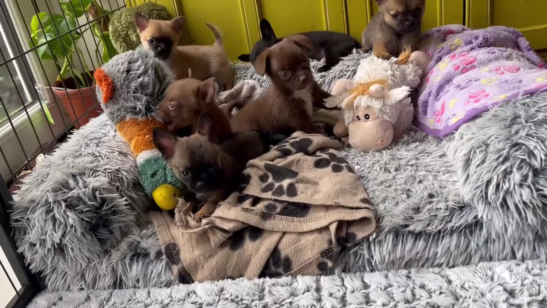 Pomchi dogs for sale: 🐶 Beautiful Pomchi pup – 🐶 - Video 1