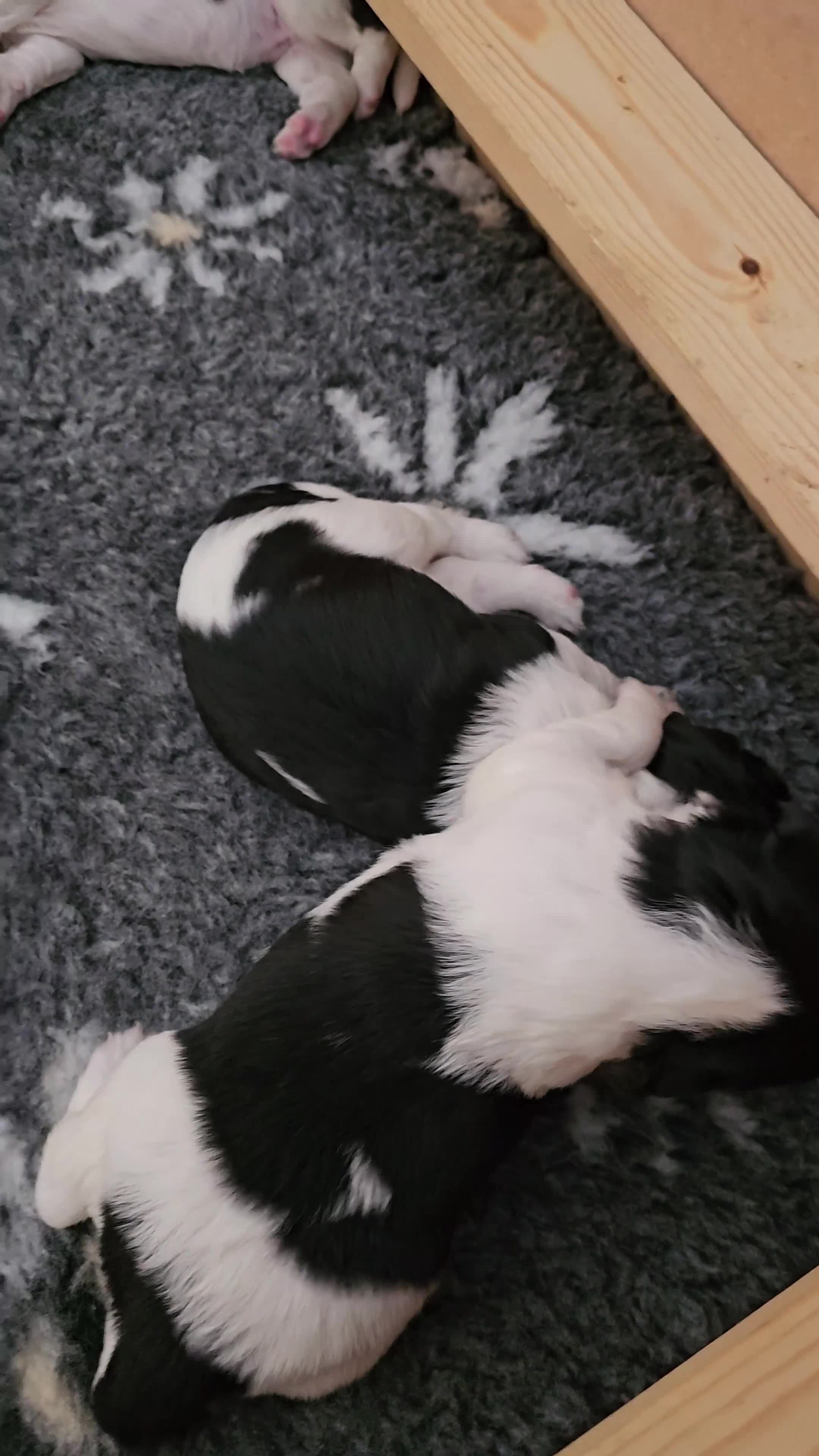 English Springer Spaniel dogs for sale: From DNA Health Tested English Springer Spaniels - Video 2