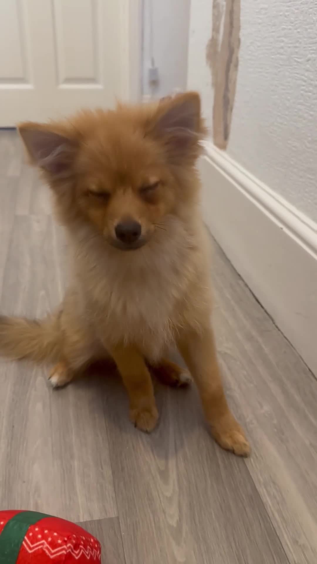 Pomeranian dogs for sale: Boy Pomeranian Puppy  - Video 1