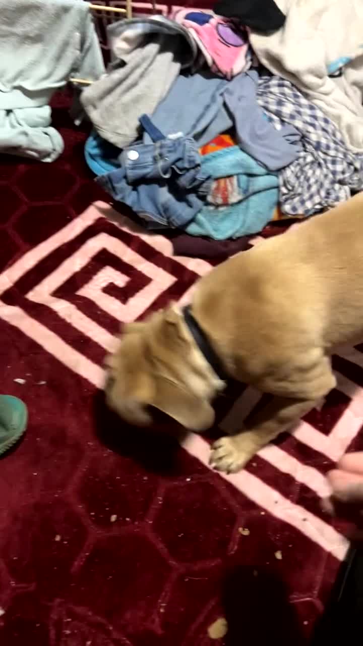 Frug dogs for sale: Dexter - Video 1