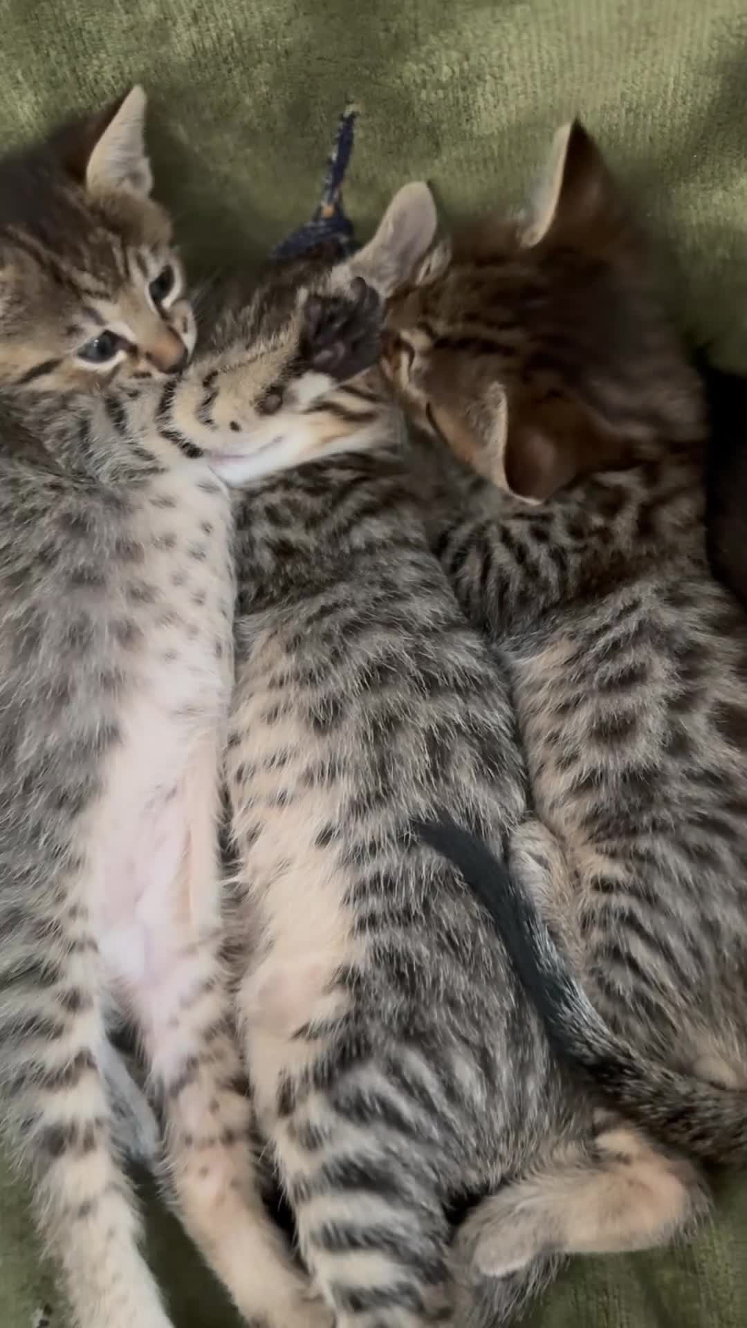 Savannah cats for sale: Savannah x Dorset Lad  - Video 2