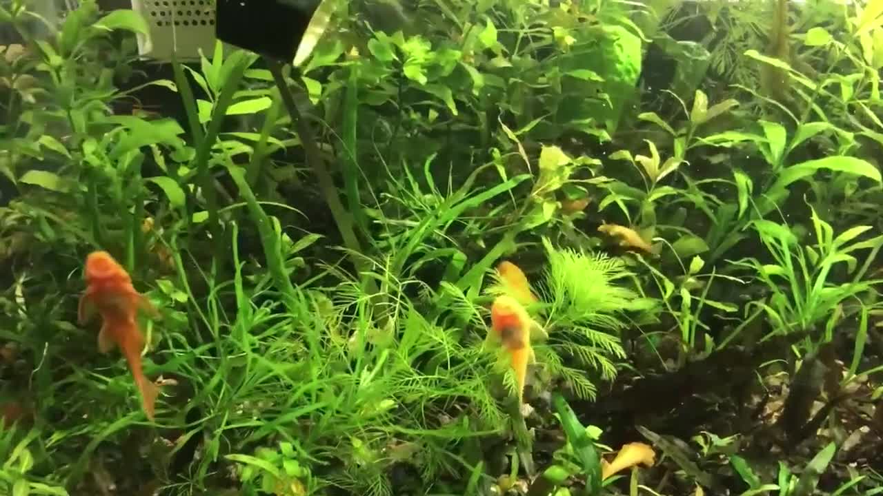 Plecos fish for sale: L144 Blue Eyed Bristlenose Pleco size 3 cm - Video 3