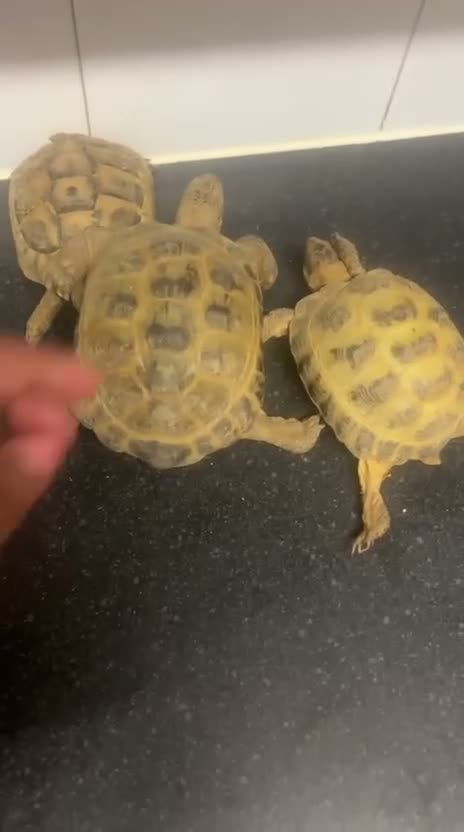 Hermann Tortoise reptiles for sale: My 3 beautiful female turtles in London - Video 1