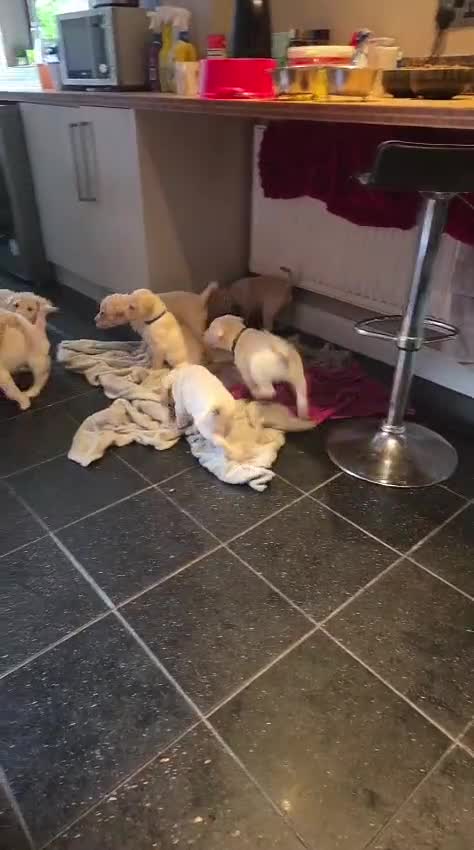 Labrador Retriever dogs for sale: KC registered Labrador puppies needing new homes - Video 2