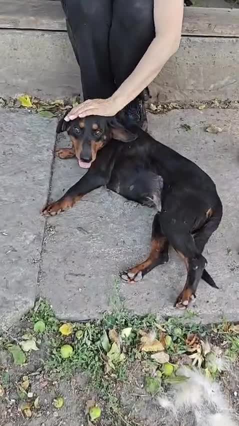 Mixed Breed dogs for adoption: 💖🐶 LEANA 🐶💖 - Video 2