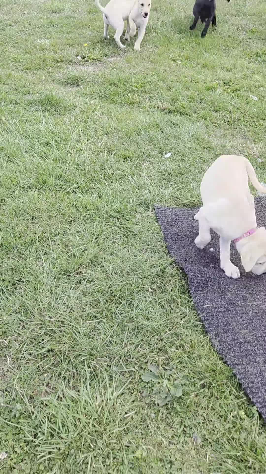 Labrador Retriever dogs for sale: Kc registered Labrador puppie ready to leave - Video 1