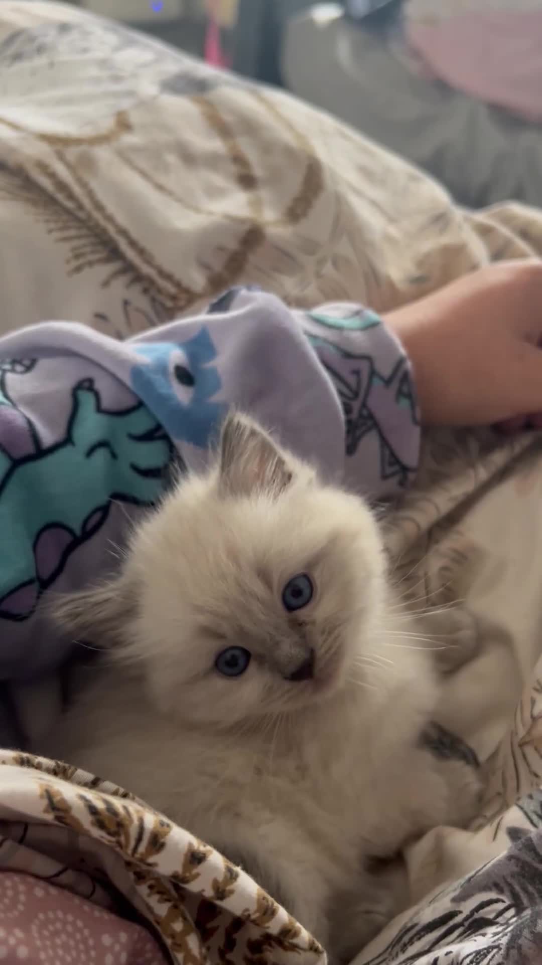 Ragdoll cats for sale: READY TO LEAVE Purebred ragdolls - Video 1