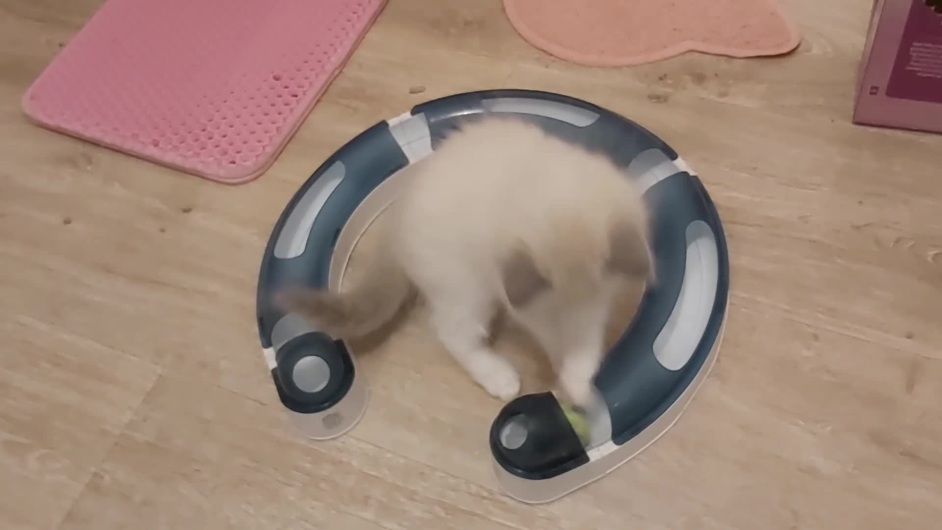 Ragdoll cats for sale: RAGDOLLS BICOLOUR GIRL BLUE EYES READY NOW  - Video 1