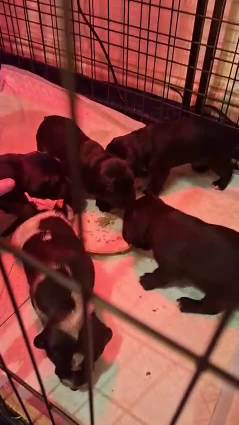 Mixed Breed dogs for sale: show cocker x pups - Video 3