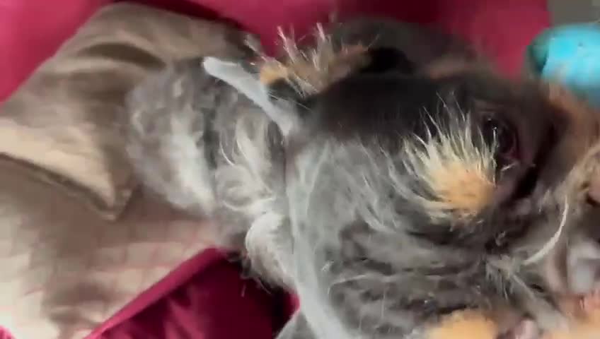 French Bulldog dogs for stud: For stud. Wire hair - Video 1