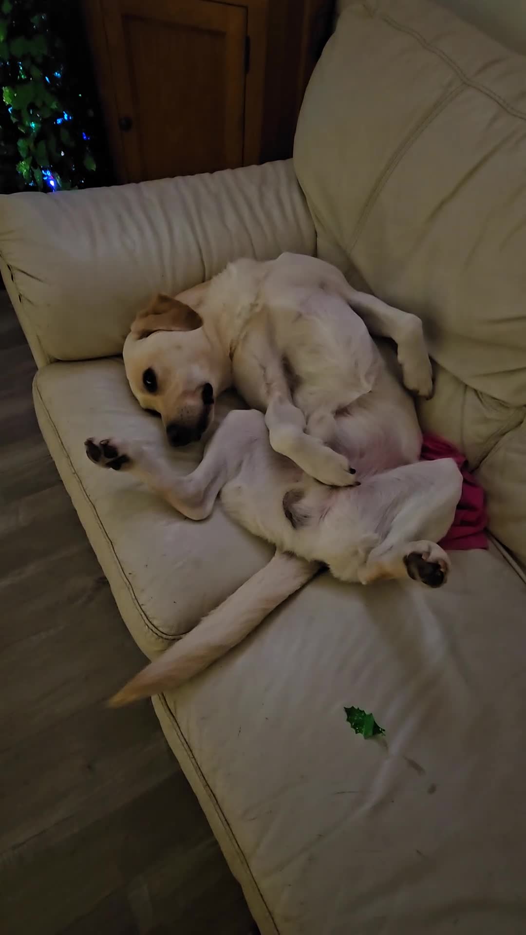 Cockerdor dogs for sale: The most loving Cockerdor/Spanador - Video 1