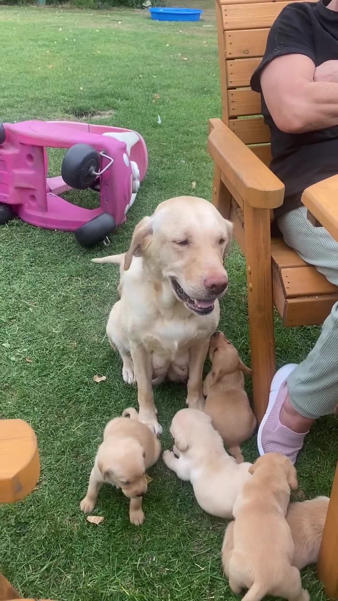 Labrador Retriever dogs for sale: Labrador puppies - Video 1