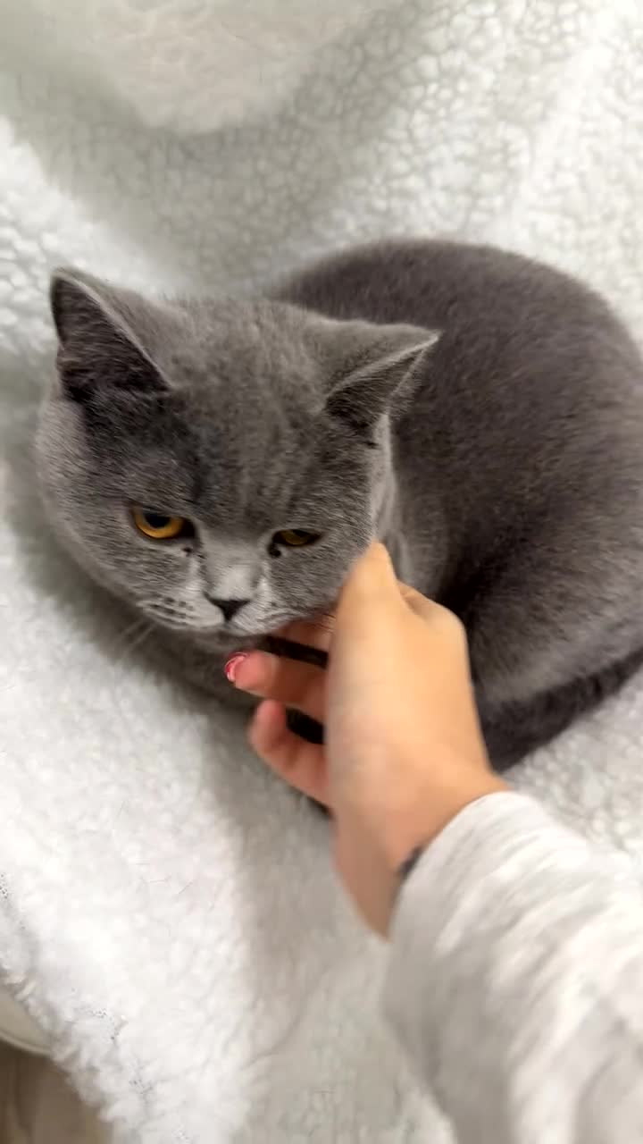 British Shorthair cats for sale: British shorthair female - Video 1