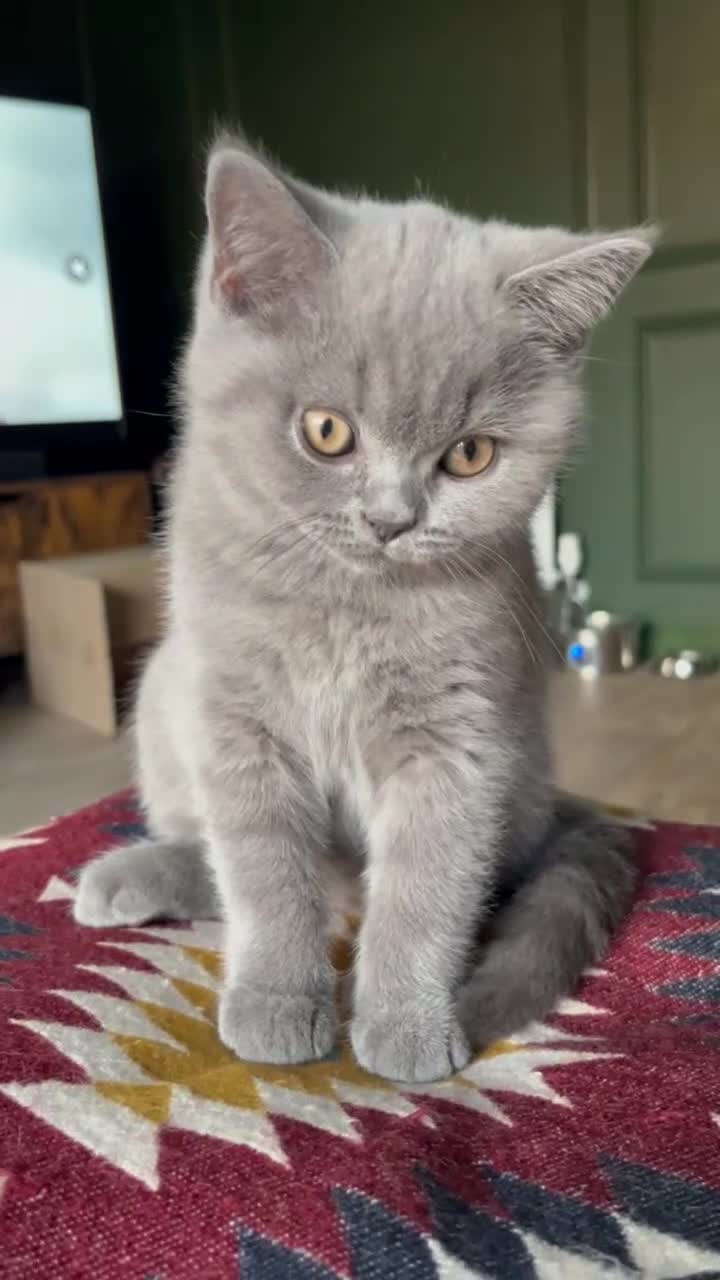 British Shorthair cats for sale: Kind Souls Fluffy Coats British Shorthair Kittens - Video 5