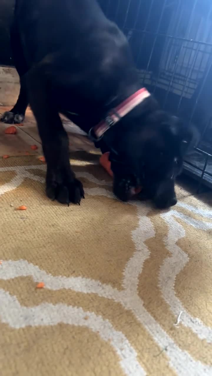 Cane Corso dogs for sale: Female cane corso in Stoke-on-Trent - Video 2