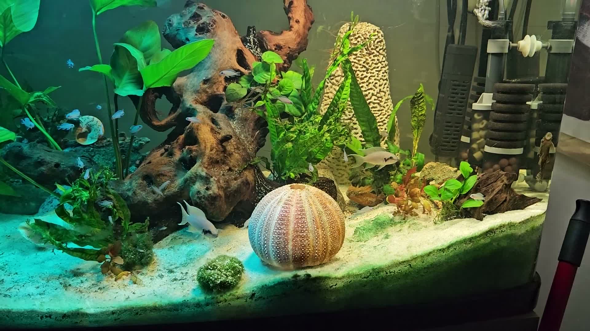 Cichlids fish for sale: Fairy cichlids - Video 2