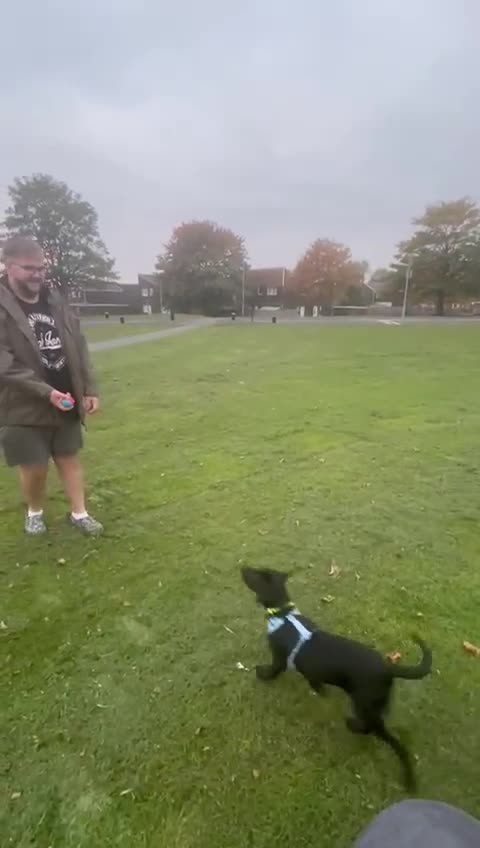 Labrador Retriever dogs for sale: Mila  - Video 1